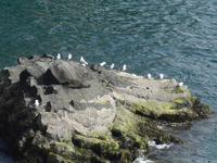 Island, Arnastapi