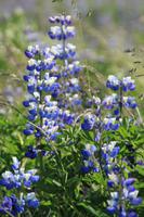 Lupinen
