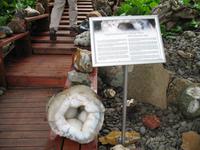 Petras Steinhaus
