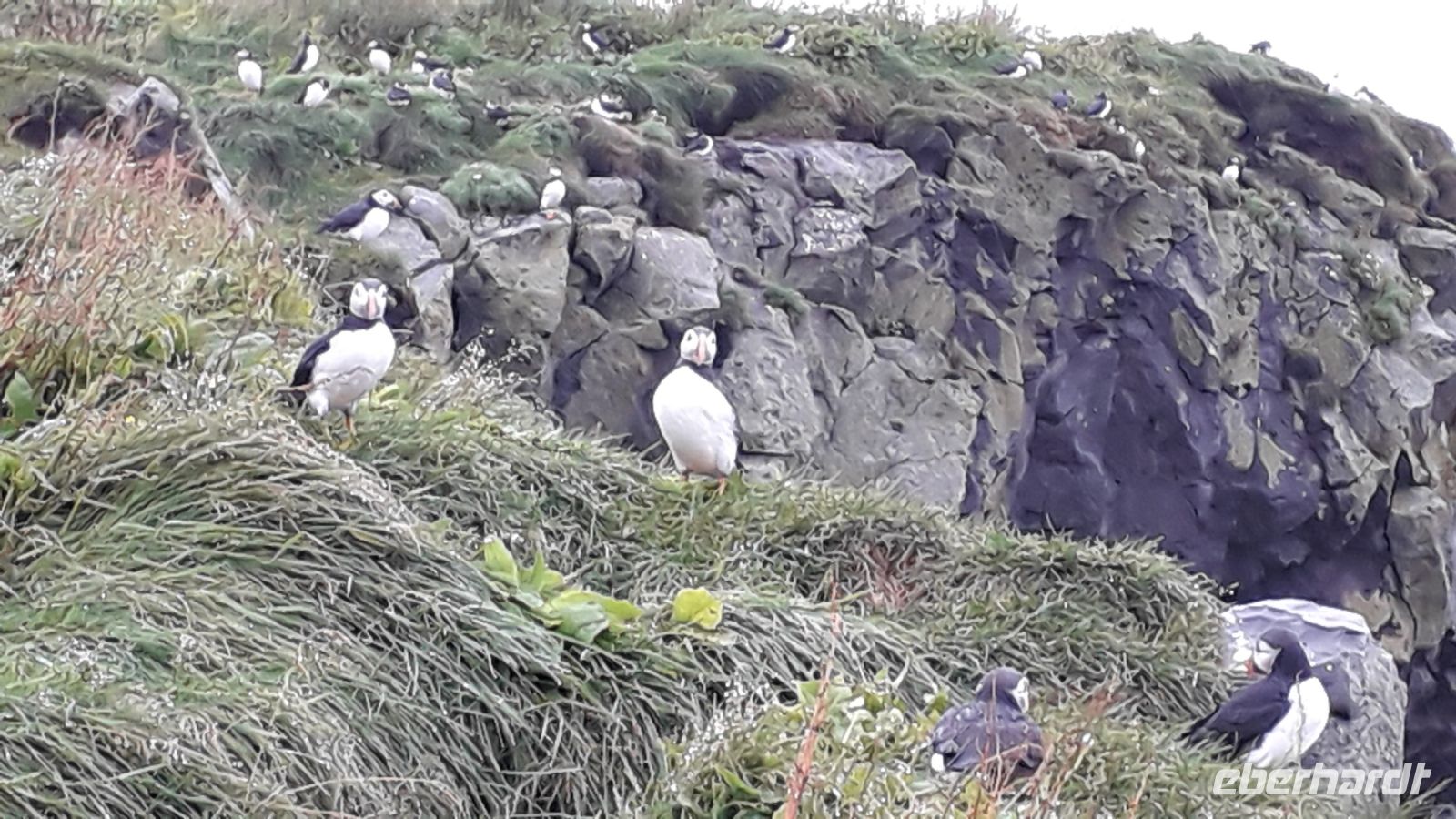 Puffin