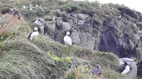 Puffin