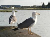Reykjavik