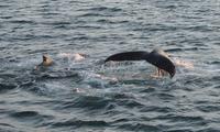 Rundreise Island – Naturparadies im Atlantik