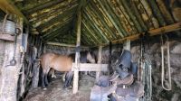 Rundreise Island - Besuch beim Islandpferdehof