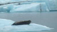 Rundreise Island - Bootsfahrt in der Gletscherlagune Jökulsarlon