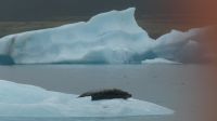 Rundreise Island - Bootsfahrt in der Gletscherlagune Jökulsarlon