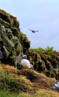 Rundreise Island - Dyrholaey Strand mit Papageientauchern