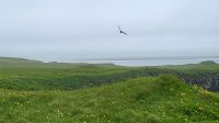 Rundreise Island - Landspitze Dyrholaey