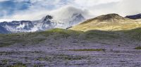 Rundreise Island - Lupinenfelder