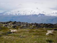 Snaefellsness