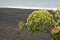 Strand bei Vík