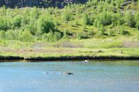 Thingvellir Nationalpark