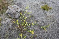 Vegetation
