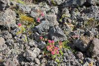 Vegetation