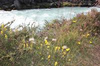 Vegetation