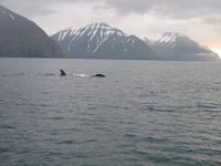 Walbeobachtung mit Ambassador bei Akureyri
