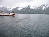 Walbeobachtung mit Ambassador bei Akureyri