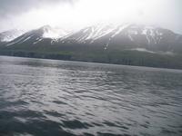 Walbeobachtung mit Ambassador bei Akureyri