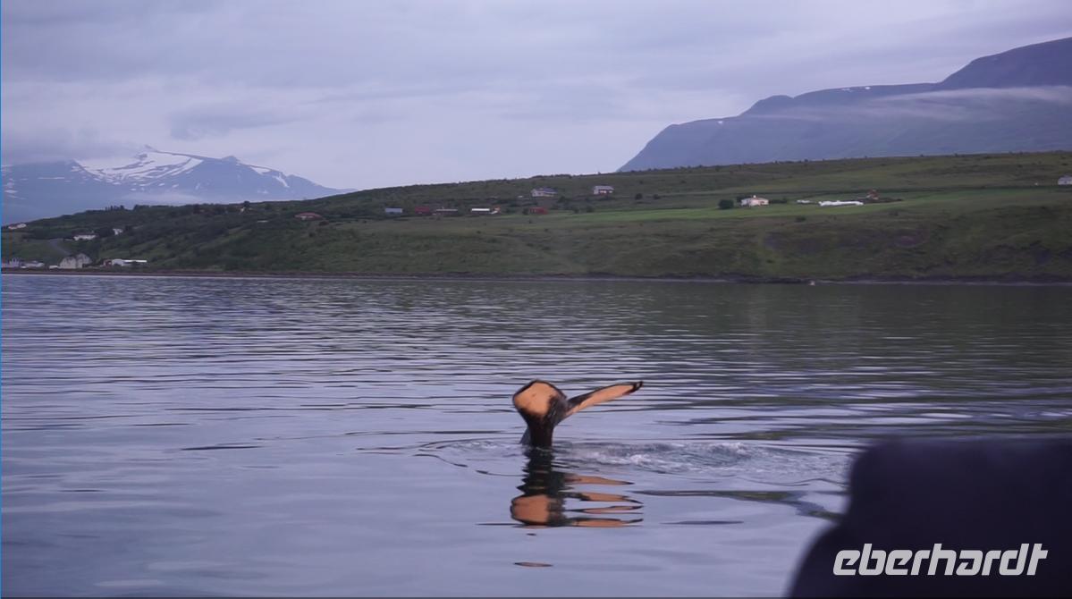 Walsafari Akureyri
