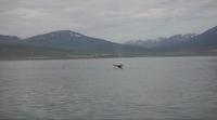Walsafari Akureyri