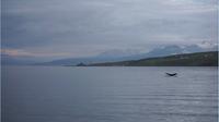 Walsafari Akureyri