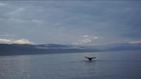 Walsafari Akureyri