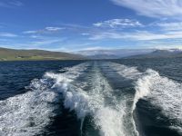 Whale-Watching Tour