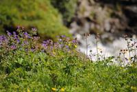 am Gulfoss