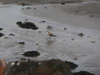 am Strand von Höfn