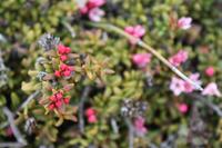 isländische Flora