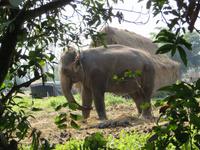 Chitwan Nationalpark