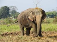 Chitwan Nationalpark