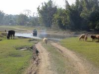 Jeepsafari im Chitwan