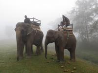 Elefantenritt im Chitwan