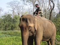 Elefantenbriefing im Chitwan