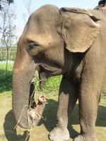 Elefantenbriefing im Chitwan