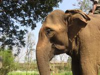 Elefantenbriefing im Chitwan