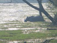 Naßhorn im Chitwan-NP