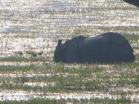 Naßhorn im Chitwan-NP