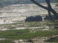 Naßhorn im Chitwan-NP