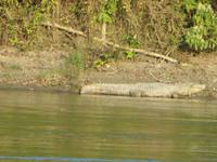 Krokodil im Chitwan