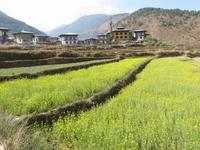 Spaziergang zum Fruchtbarkeitskloster, Senffelder