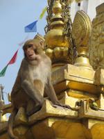 Affentempel Kathmandu