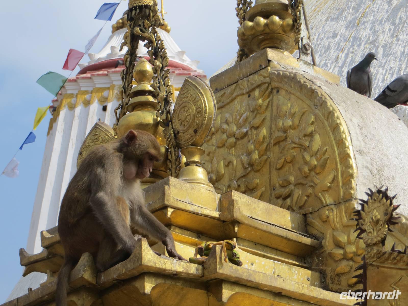 Affentempel Kathmandu