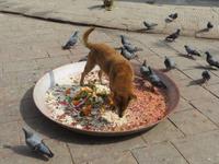 Affentempel oder Hundetempel?