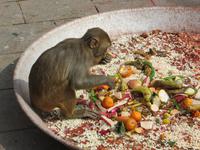 Affentempel Kathmandu