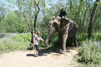 Wir dürfen den Elefanten auch füttern