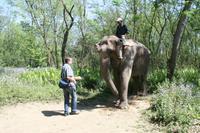 Wir dürfen den Elefanten auch füttern