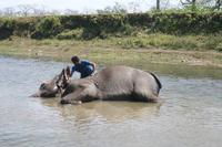 Elefant beim erholsamen Bad