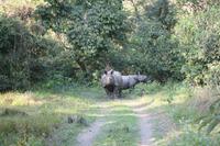 Nashörner im Chitwan-Nationalpark